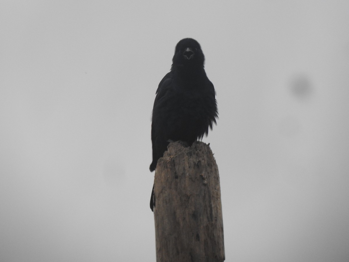 Sinaloa Crow - ML616261877