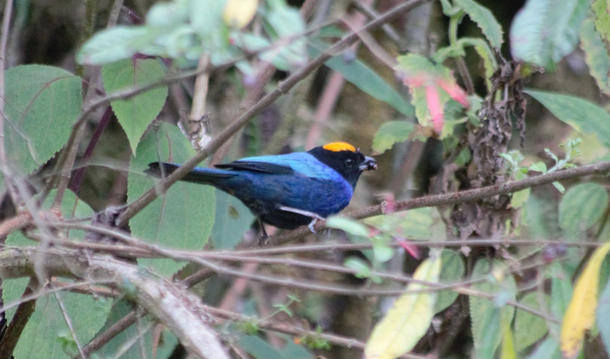 Golden-crowned Tanager - ML616262017