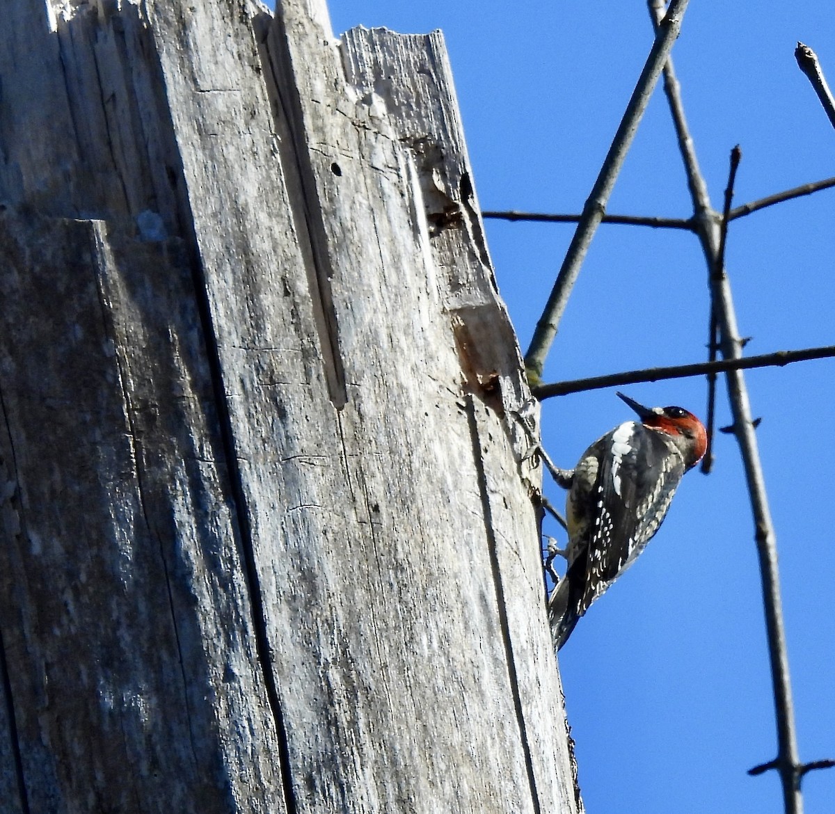 Red-breasted Sapsucker - ML616262034