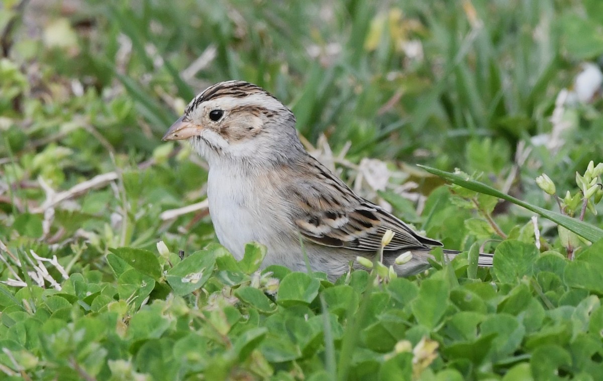 Clay-colored Sparrow - ML616262048