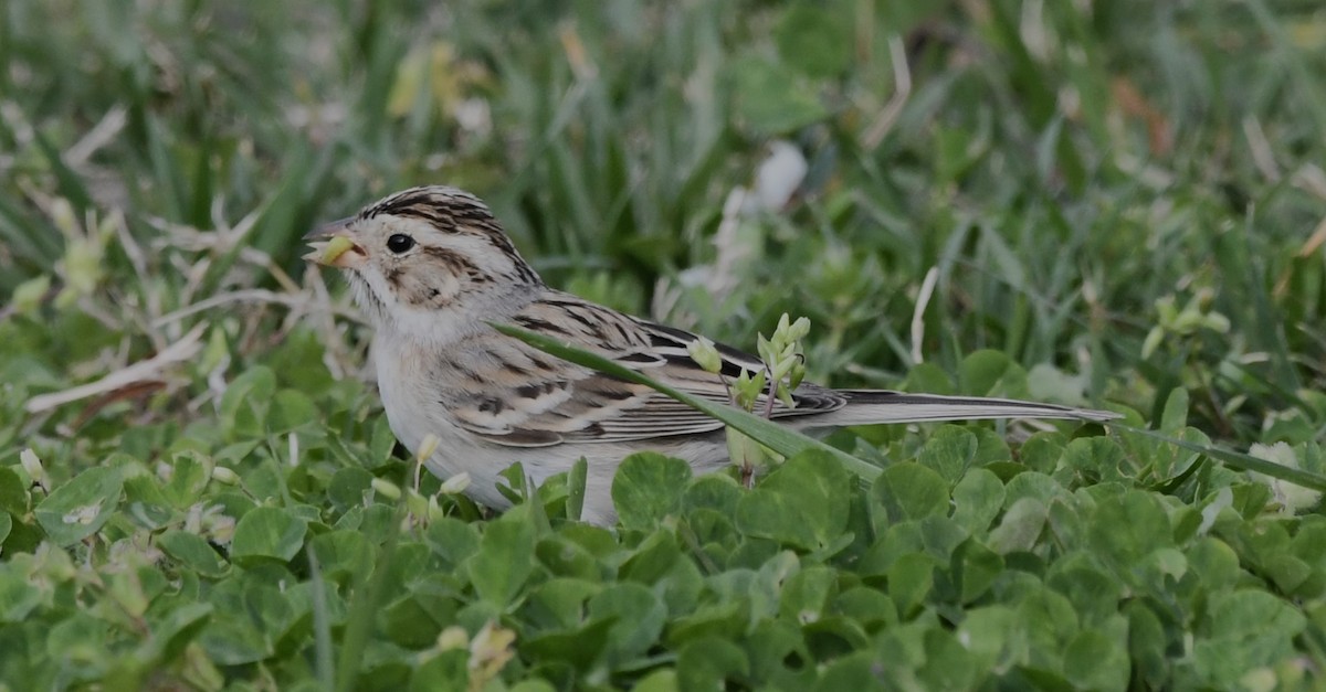 Clay-colored Sparrow - ML616262098