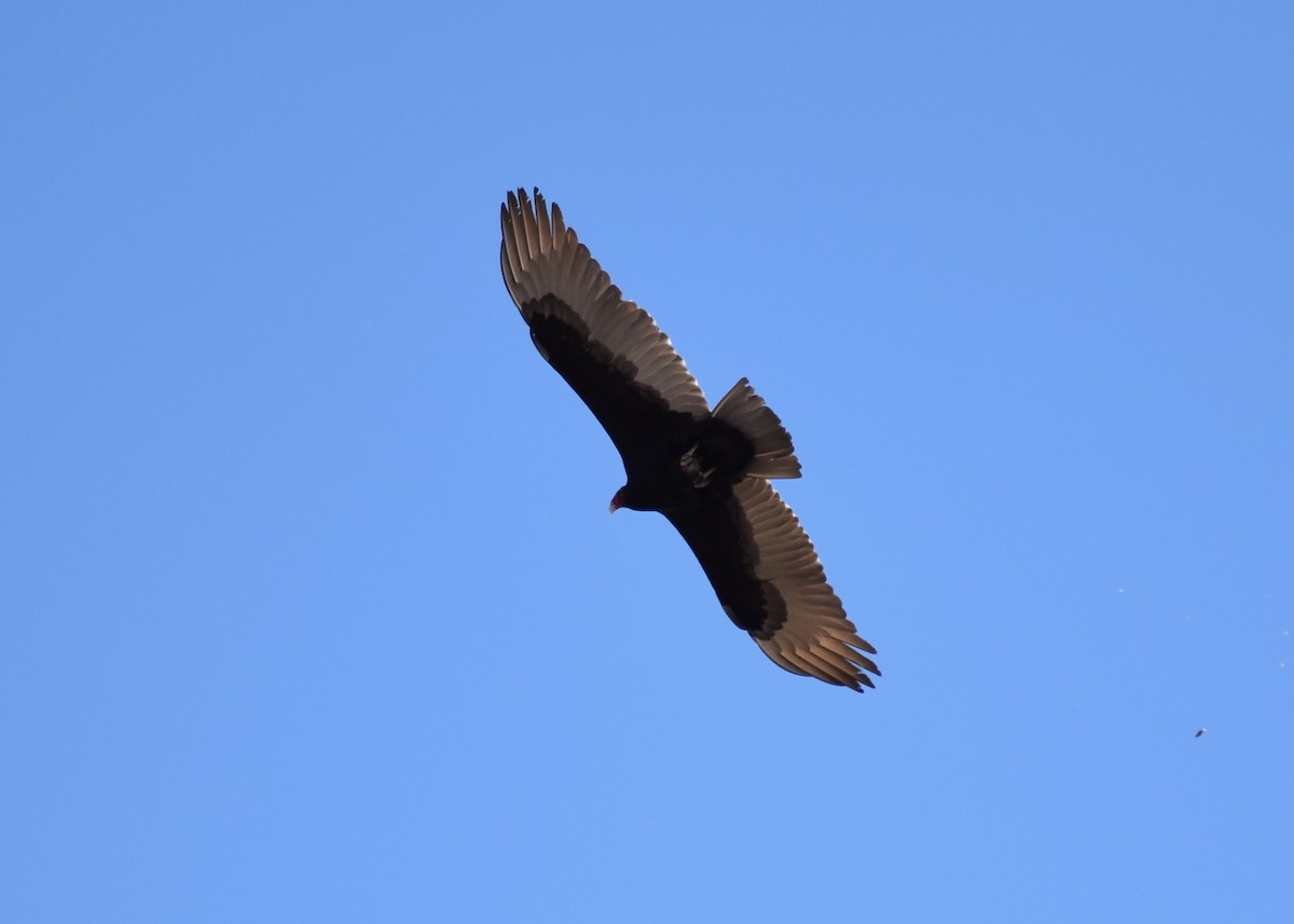Turkey Vulture - ML616262207