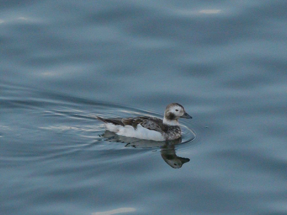 Long-tailed Duck - ML616262228