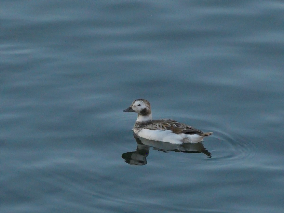 Long-tailed Duck - ML616262312