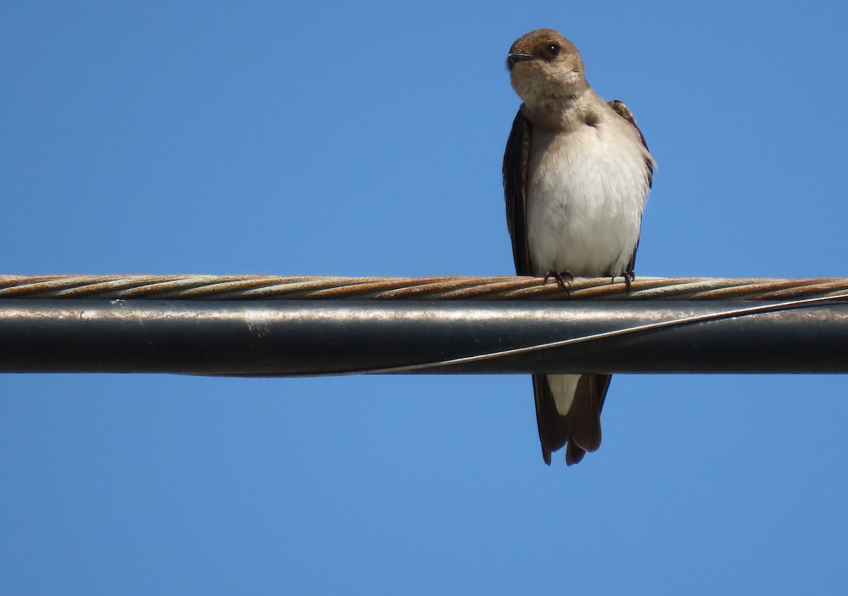 Northern Rough-winged Swallow - Donna Bray