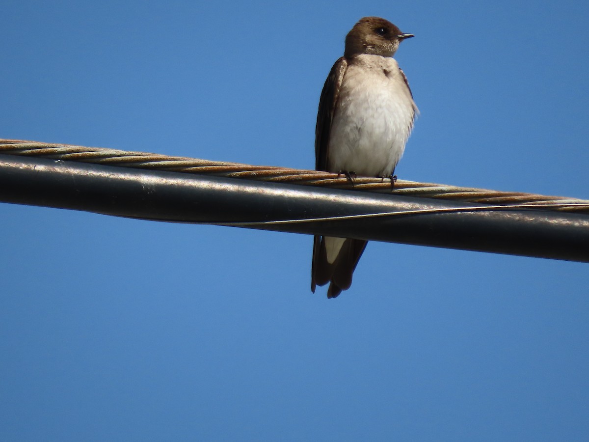 Northern Rough-winged Swallow - ML616262431