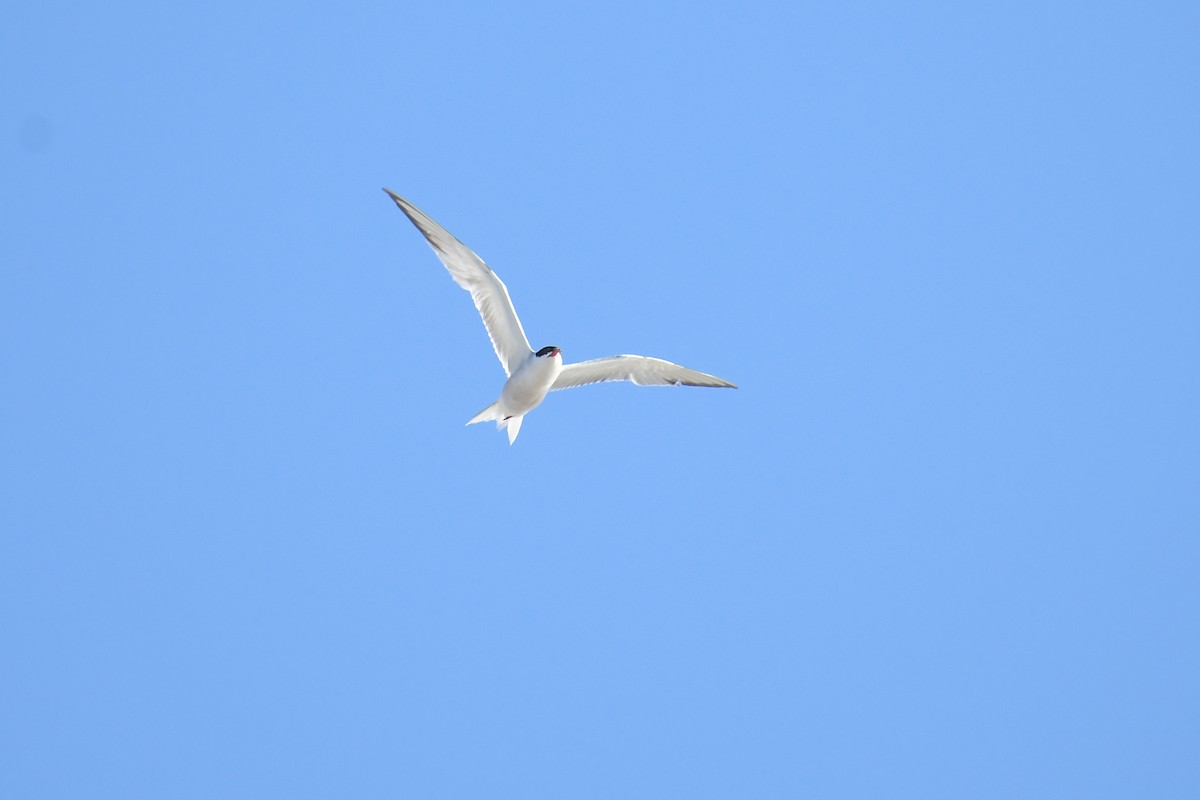 Common Tern - ML616262439