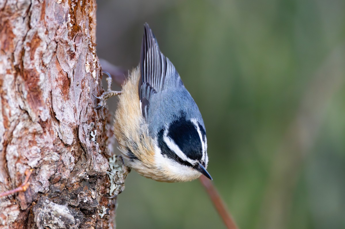 Red-breasted Nuthatch - ML616262506