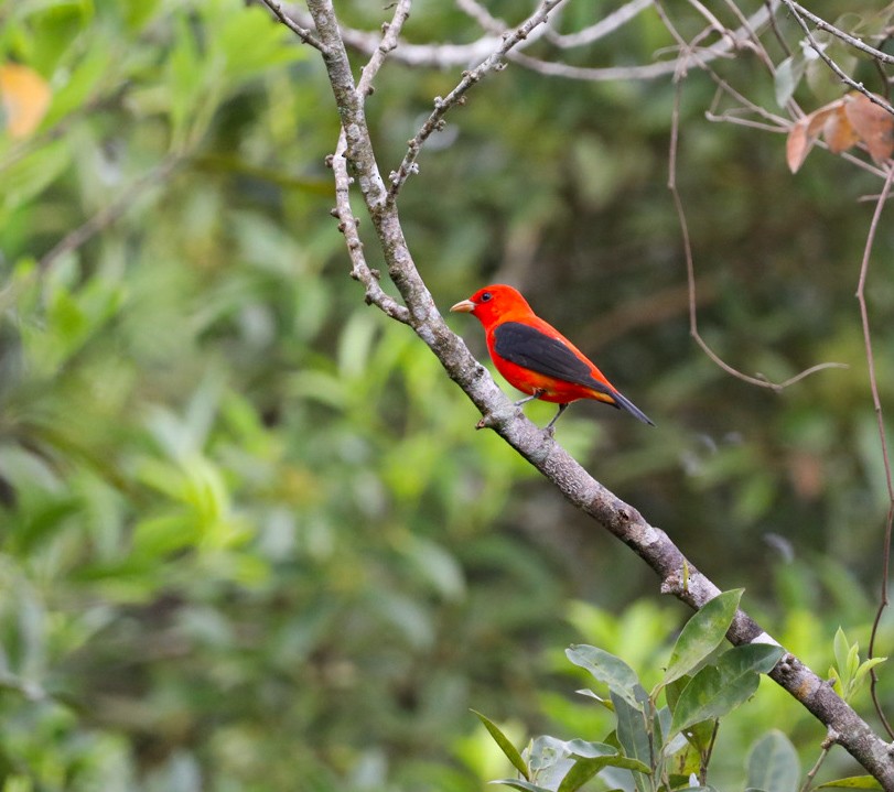 Scarlet Tanager - ML616262532