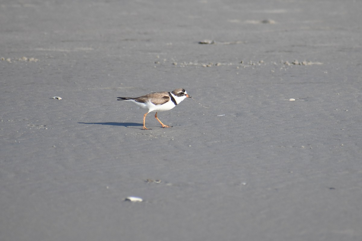 Semipalmated Plover - ML616262537
