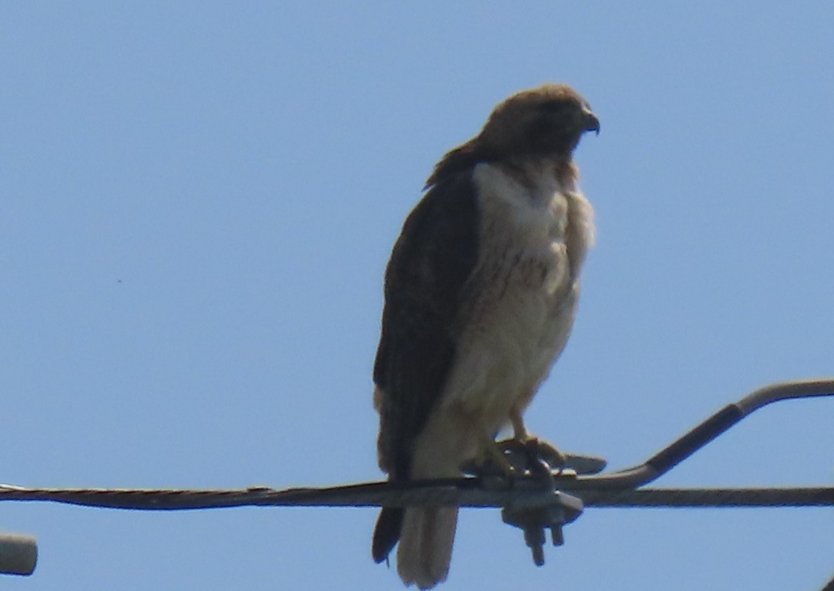 Red-tailed Hawk - ML616262608