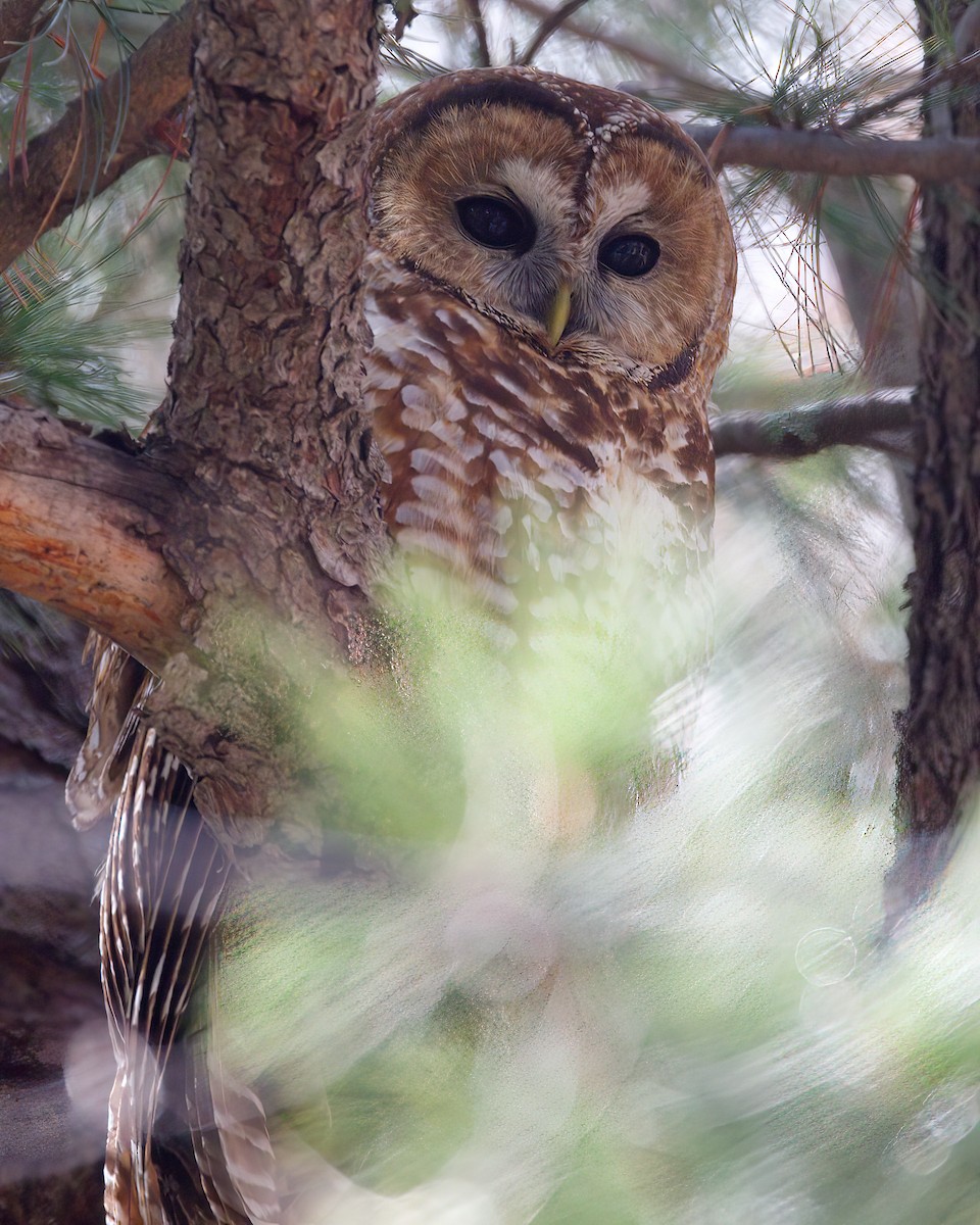 Spotted Owl - ML616262796