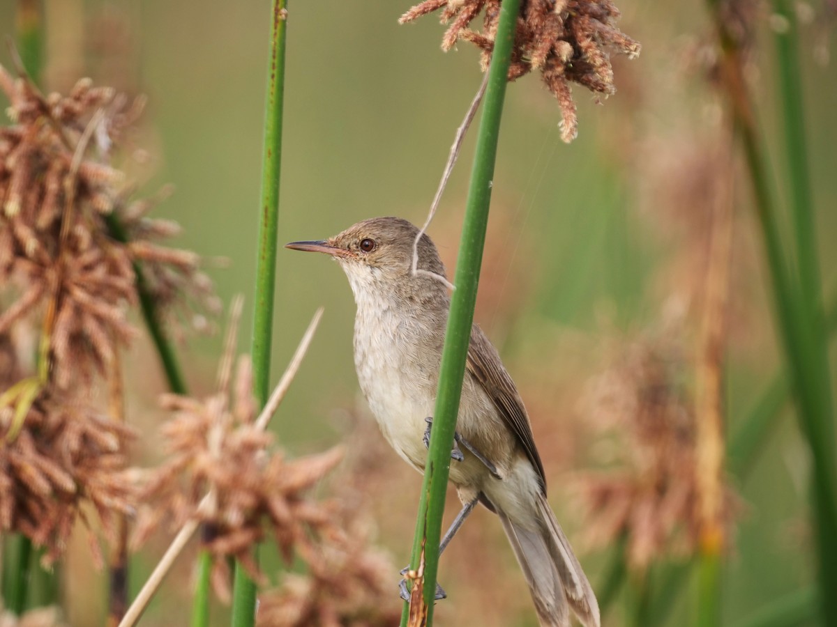Common Reed Warbler - ML616262874