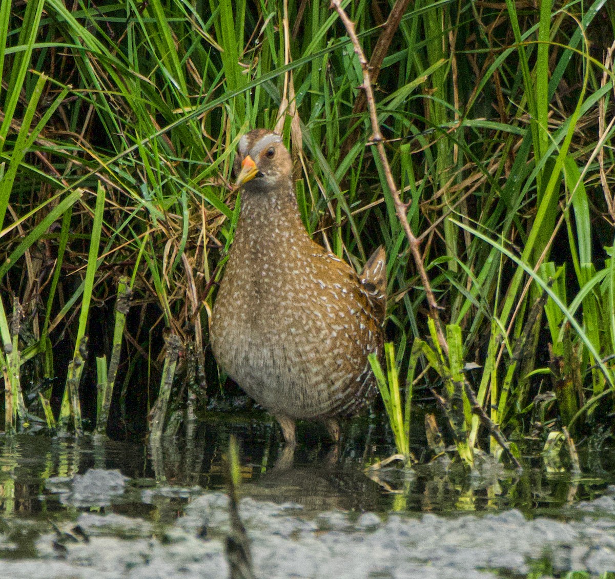 Spotted Crake - ML616262930