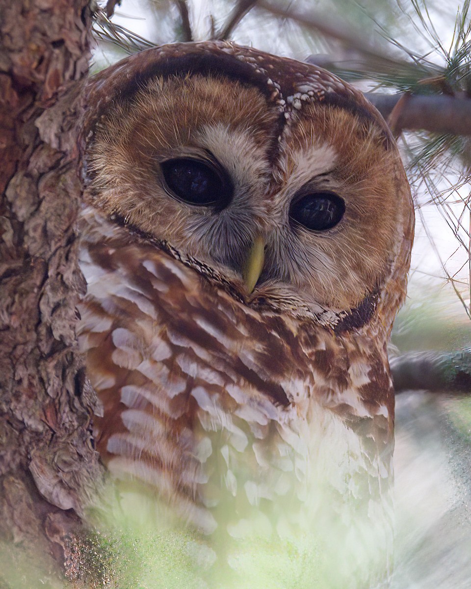 Spotted Owl - ML616262940
