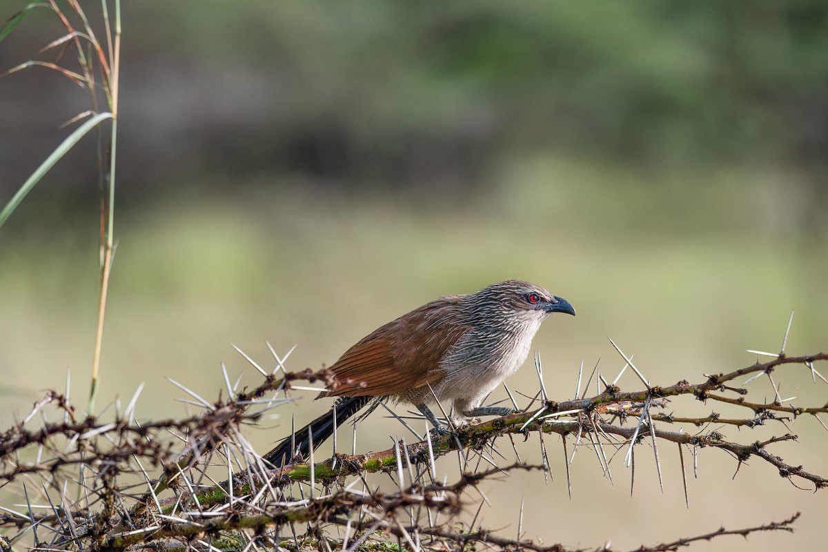White-browed Coucal (White-browed) - ML616263047