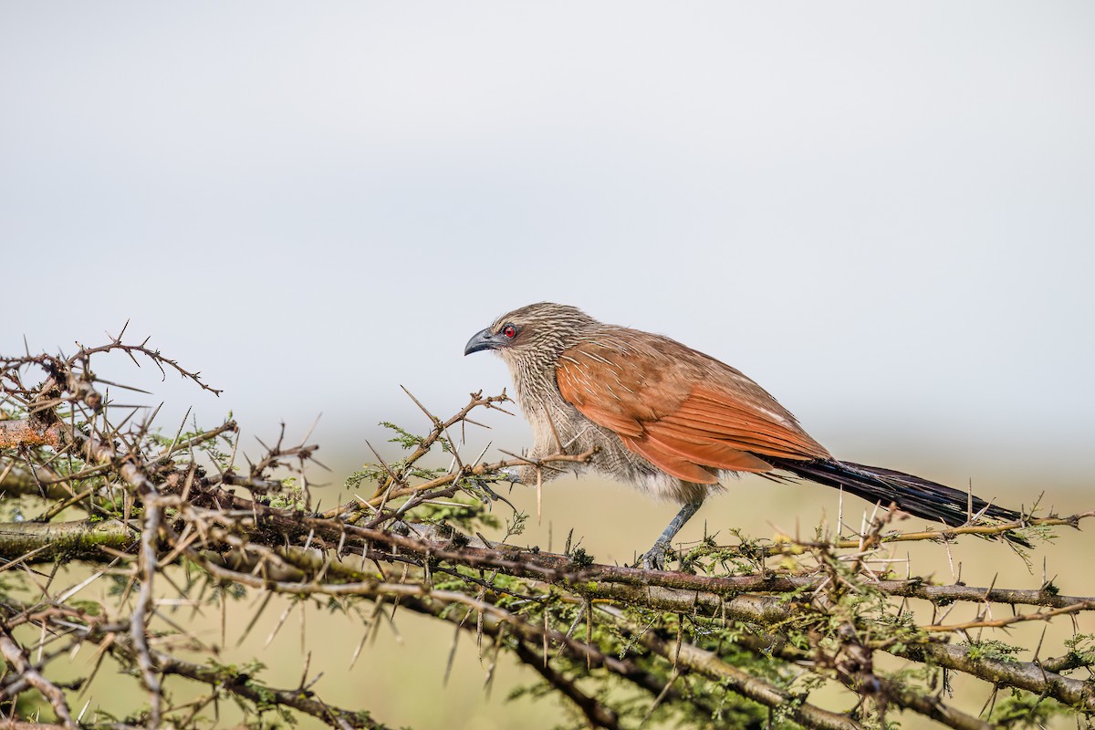 White-browed Coucal (White-browed) - ML616263048
