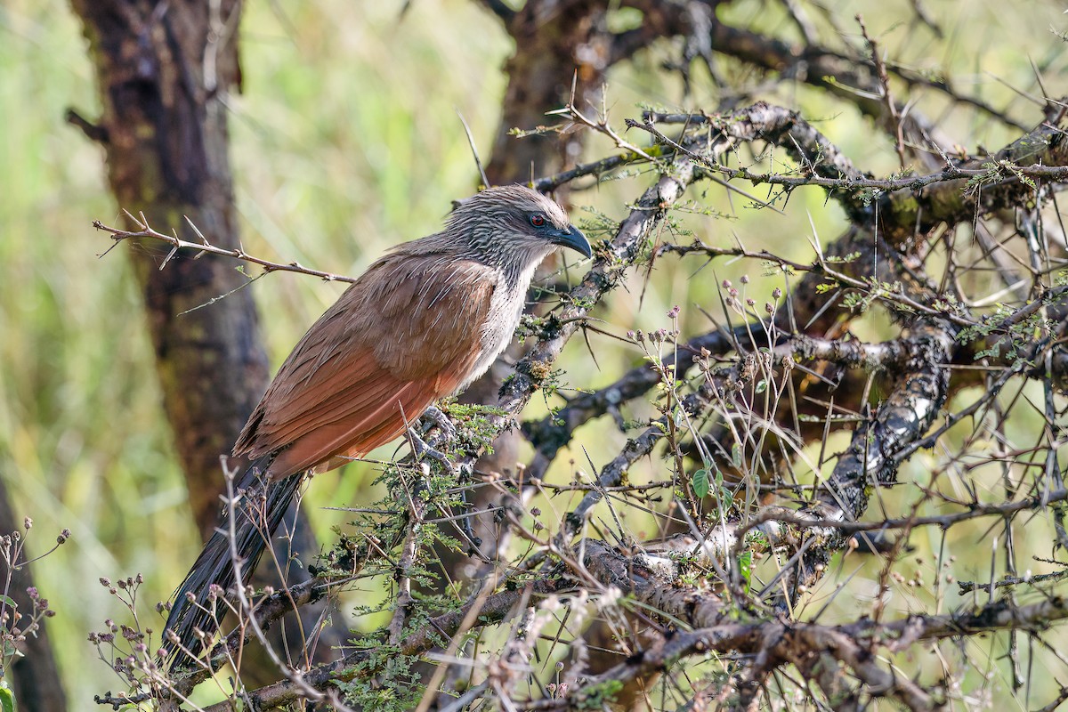 White-browed Coucal (White-browed) - ML616263049