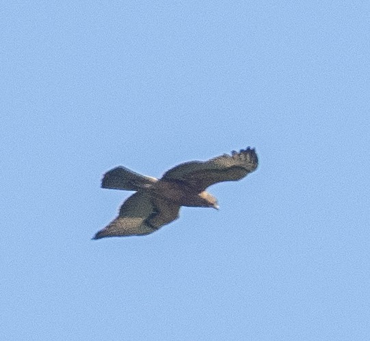 African Hawk-Eagle - ML616263072