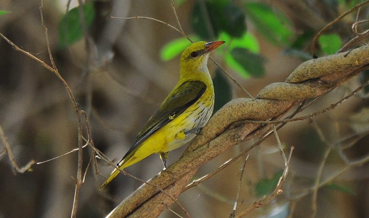 Indian Golden Oriole - ML616263130