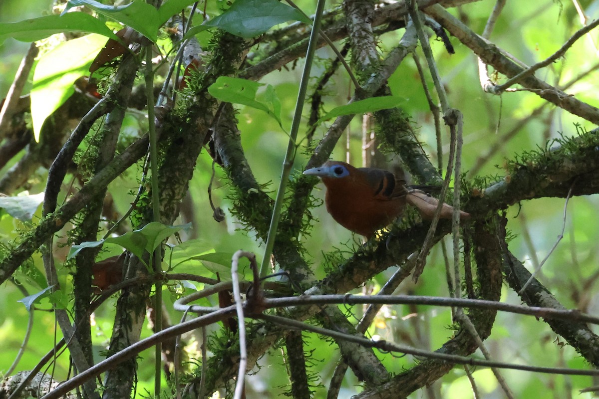 Bare-crowned Antbird - ML616263172