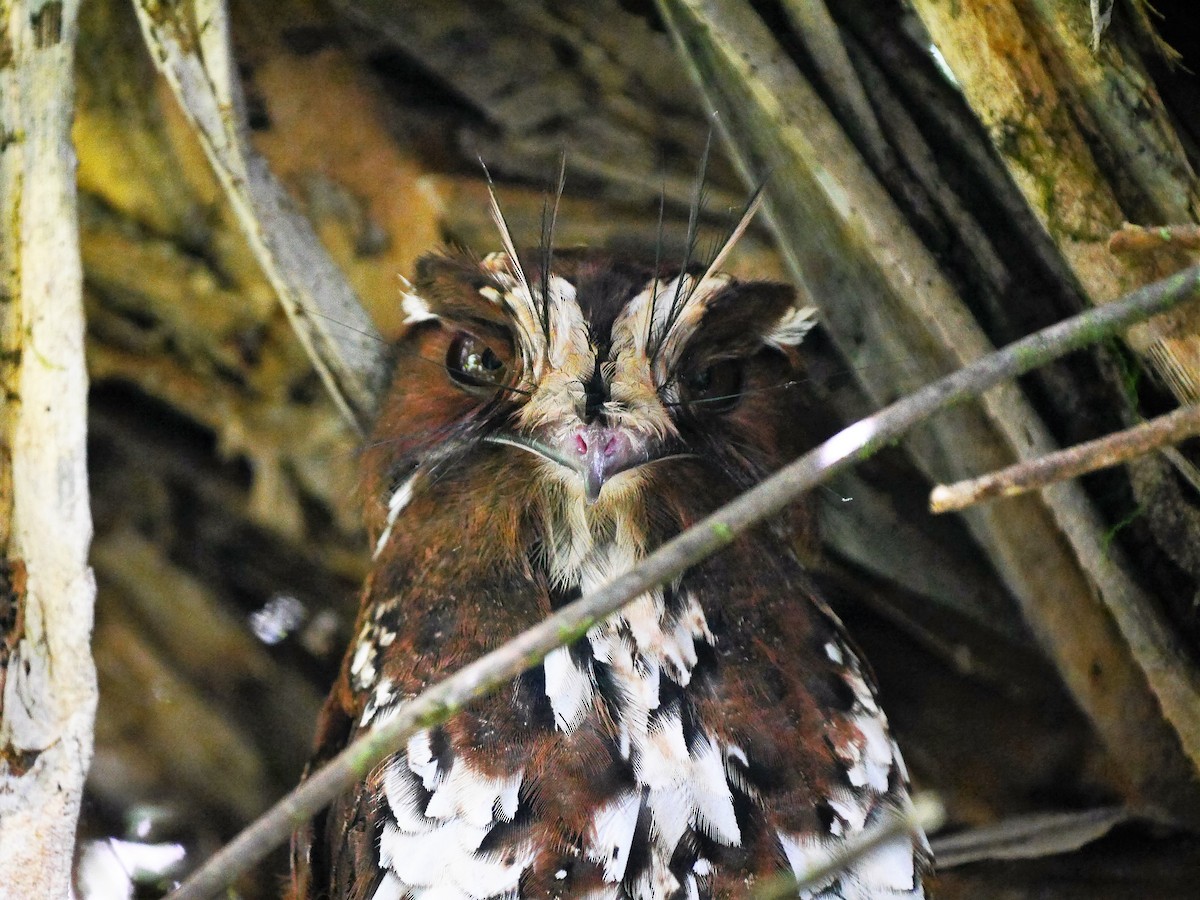 Feline Owlet-nightjar - ML616263231