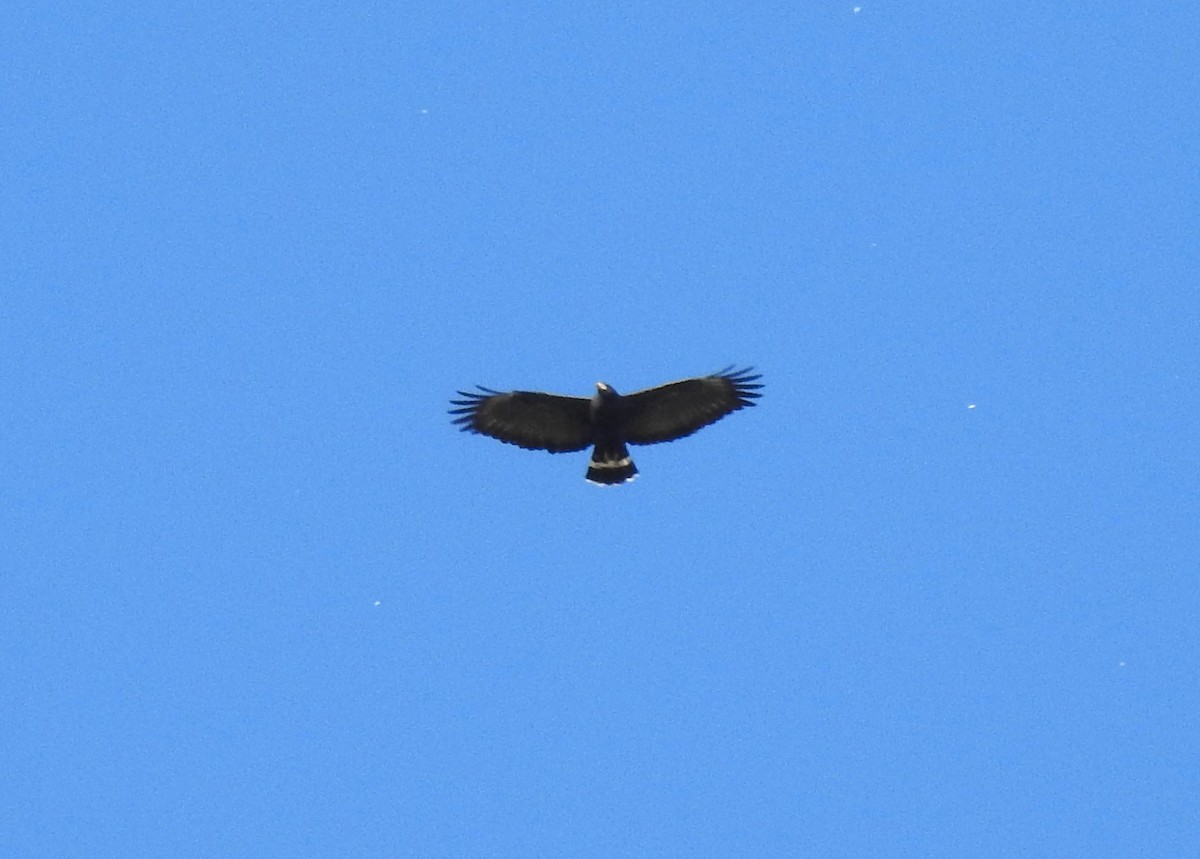Common Black Hawk - ML616263369