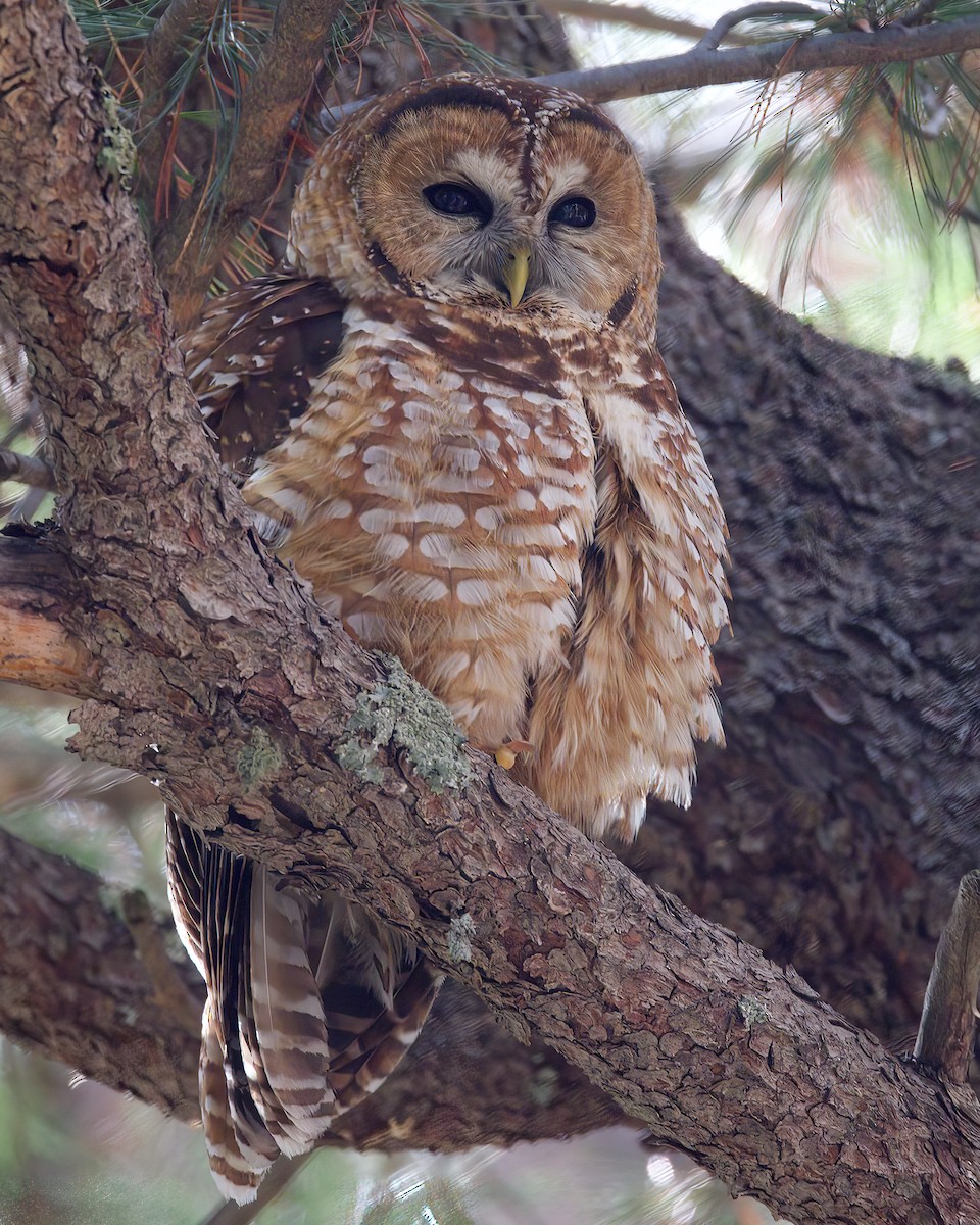 Spotted Owl - ML616263426