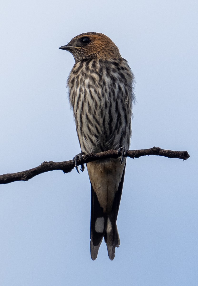 Lesser Striped Swallow - ML616263459