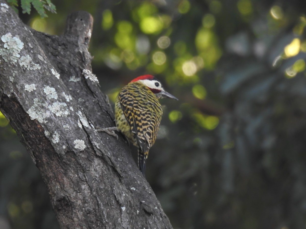 Green-barred Woodpecker - ML616263485