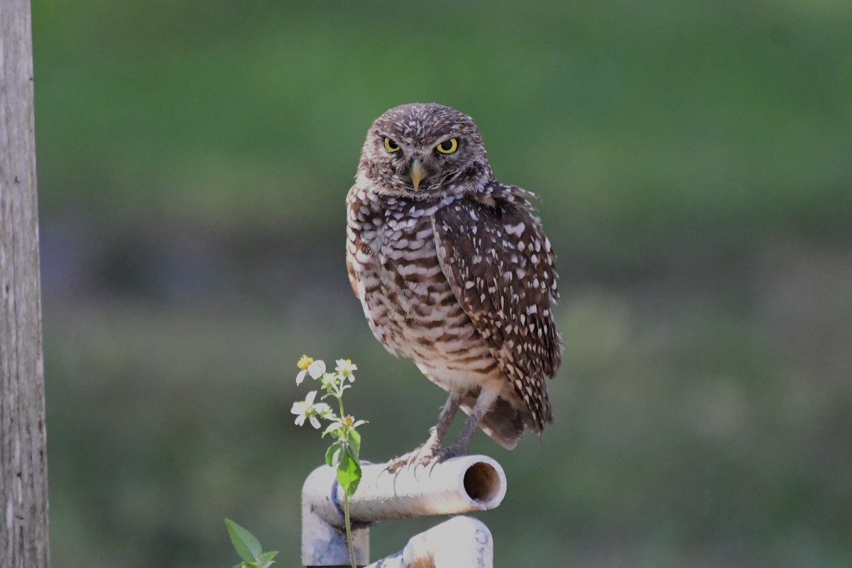 Burrowing Owl - ML616263536