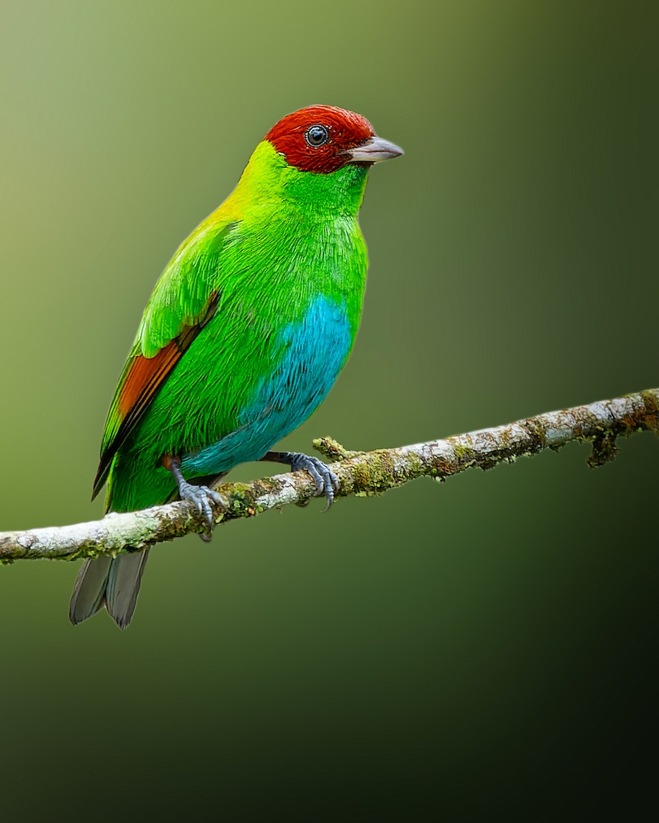 Rufous-winged Tanager - ML616263940