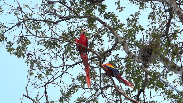 Scarlet Macaw - ML616264044
