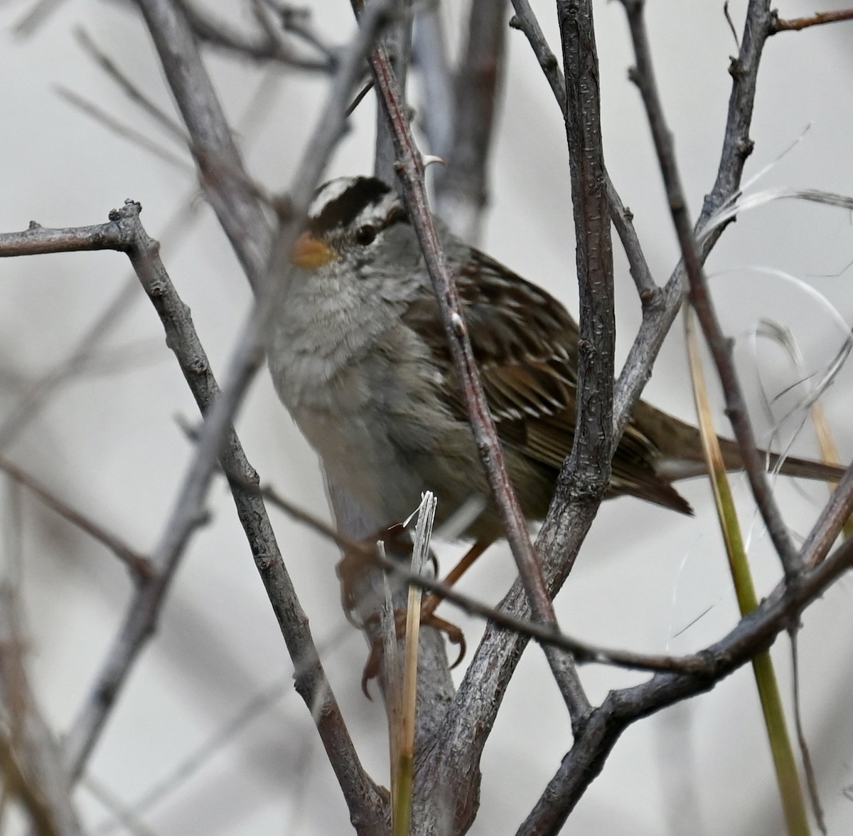 White-crowned Sparrow - ML616264205