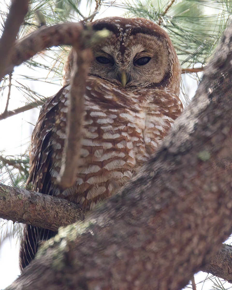 Spotted Owl - ML616264216