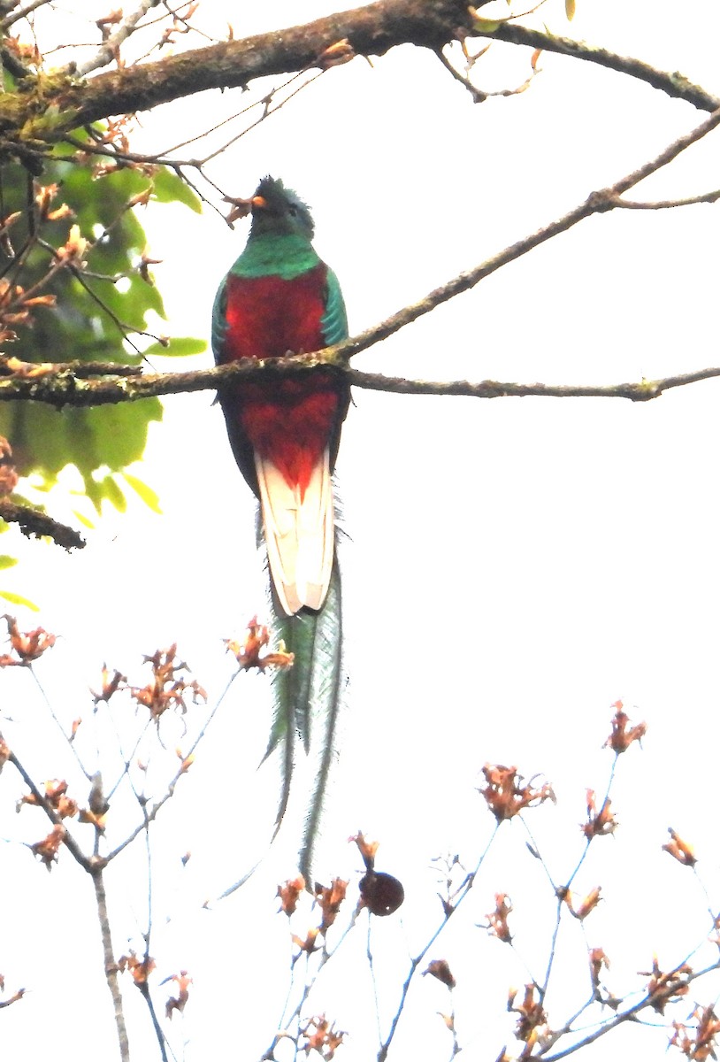 Resplendent Quetzal (Guatemalan) - Tom Perls