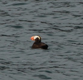 Tufted Puffin - Anonymous