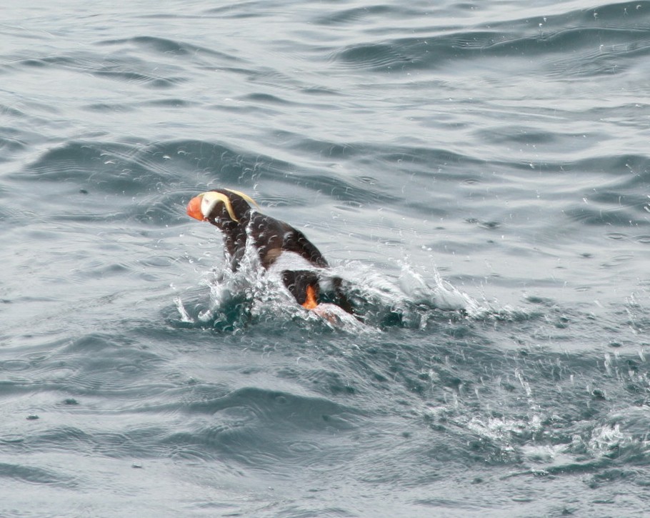 Tufted Puffin - ML616264280