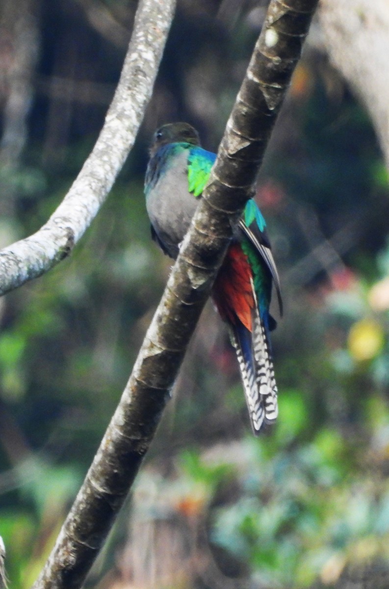 Resplendent Quetzal (Guatemalan) - Tom Perls
