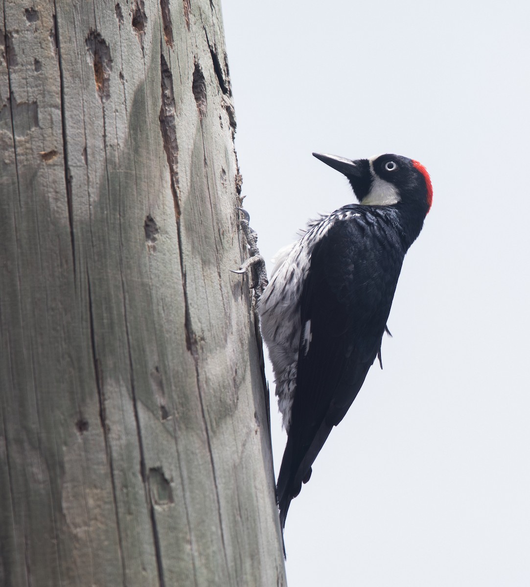 Acorn Woodpecker - ML616264387