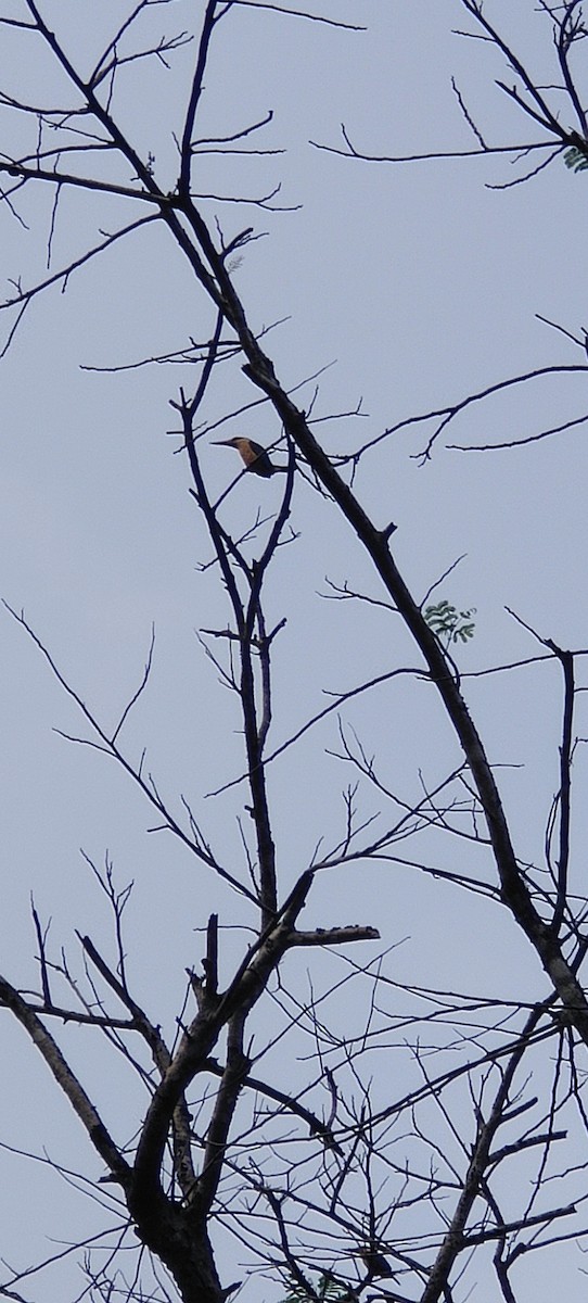 Stork-billed Kingfisher - ML616264389