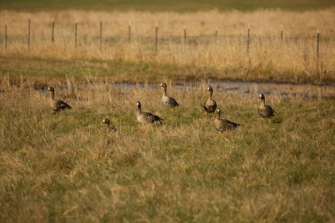 Greater White-fronted Goose - ML616264392