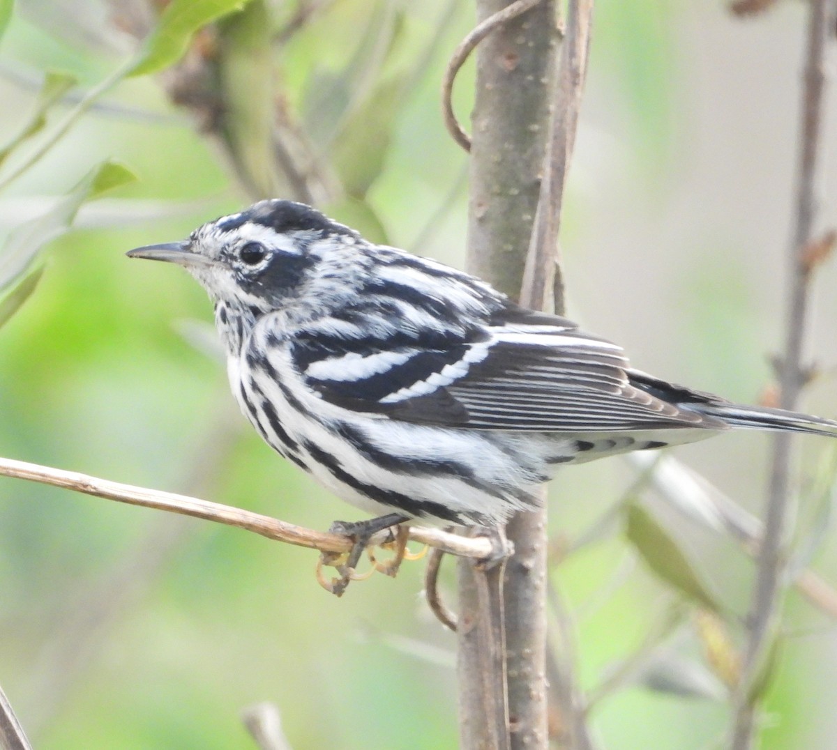 Black-and-white Warbler - ML616264513