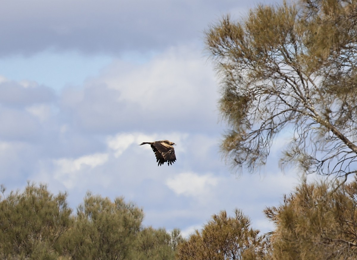 Wedge-tailed Eagle - Kevin McLeod
