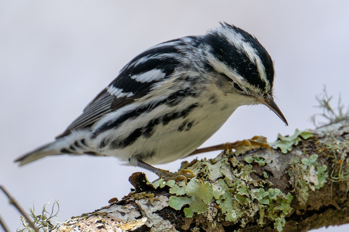 Black-and-white Warbler - ML616264547