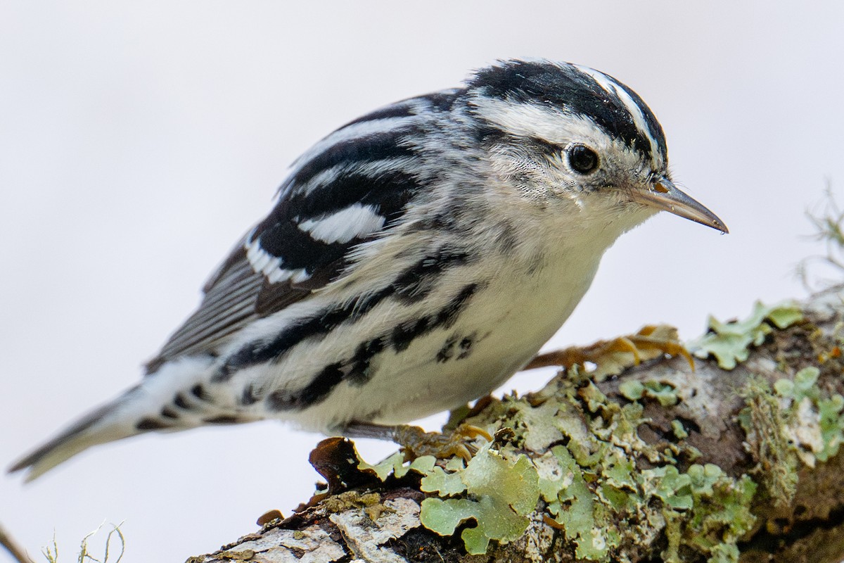 Black-and-white Warbler - ML616264563