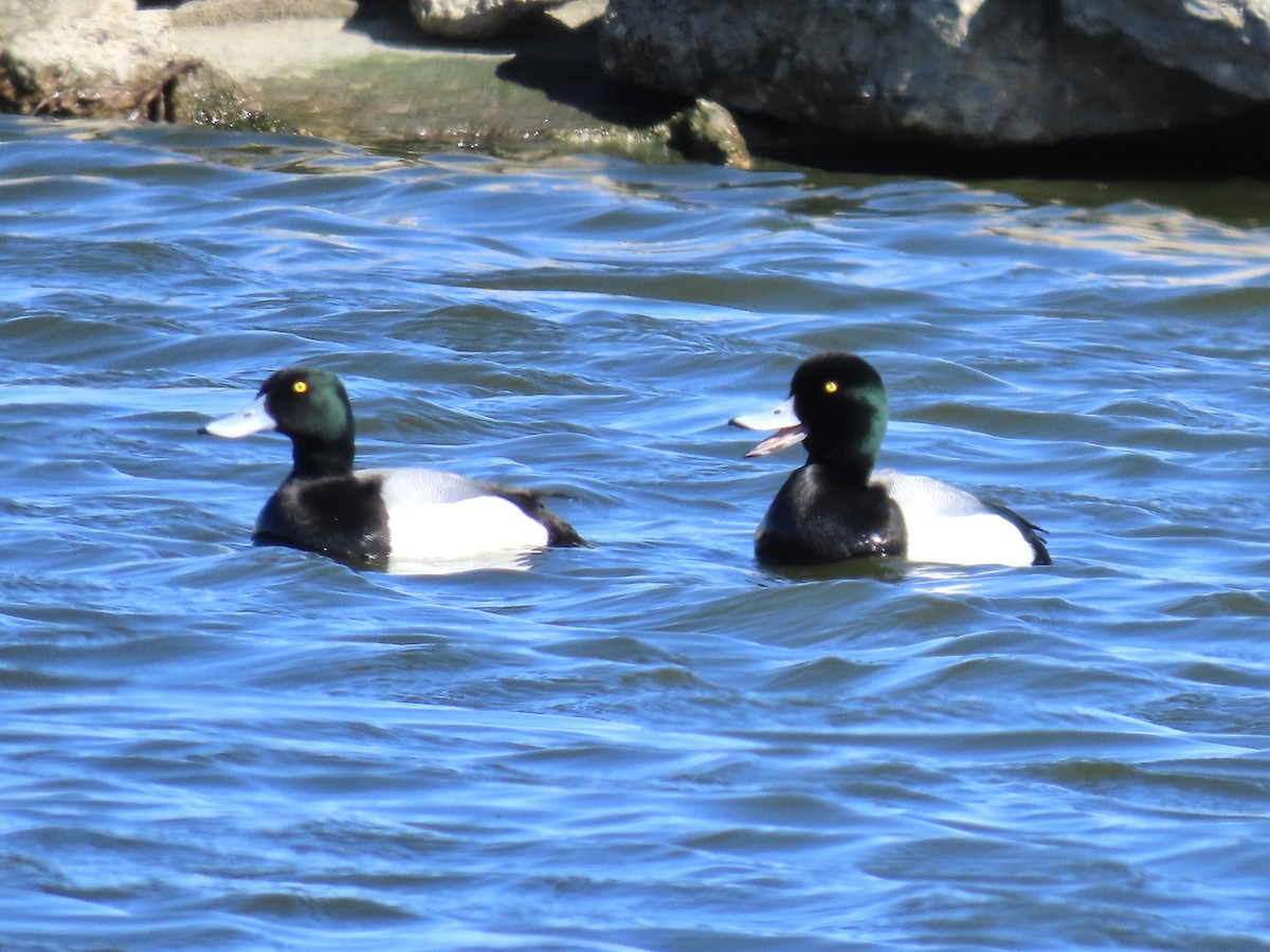 Greater Scaup - ML616264593