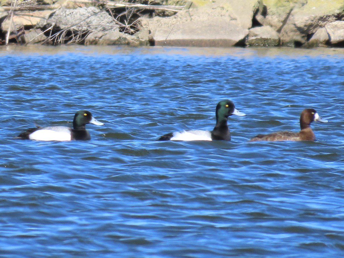 Greater Scaup - ML616264604