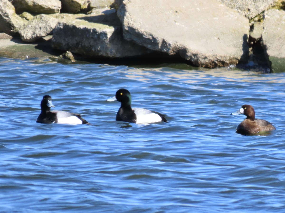 Greater Scaup - ML616264605