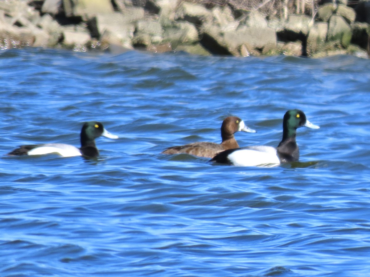 Greater Scaup - ML616264606